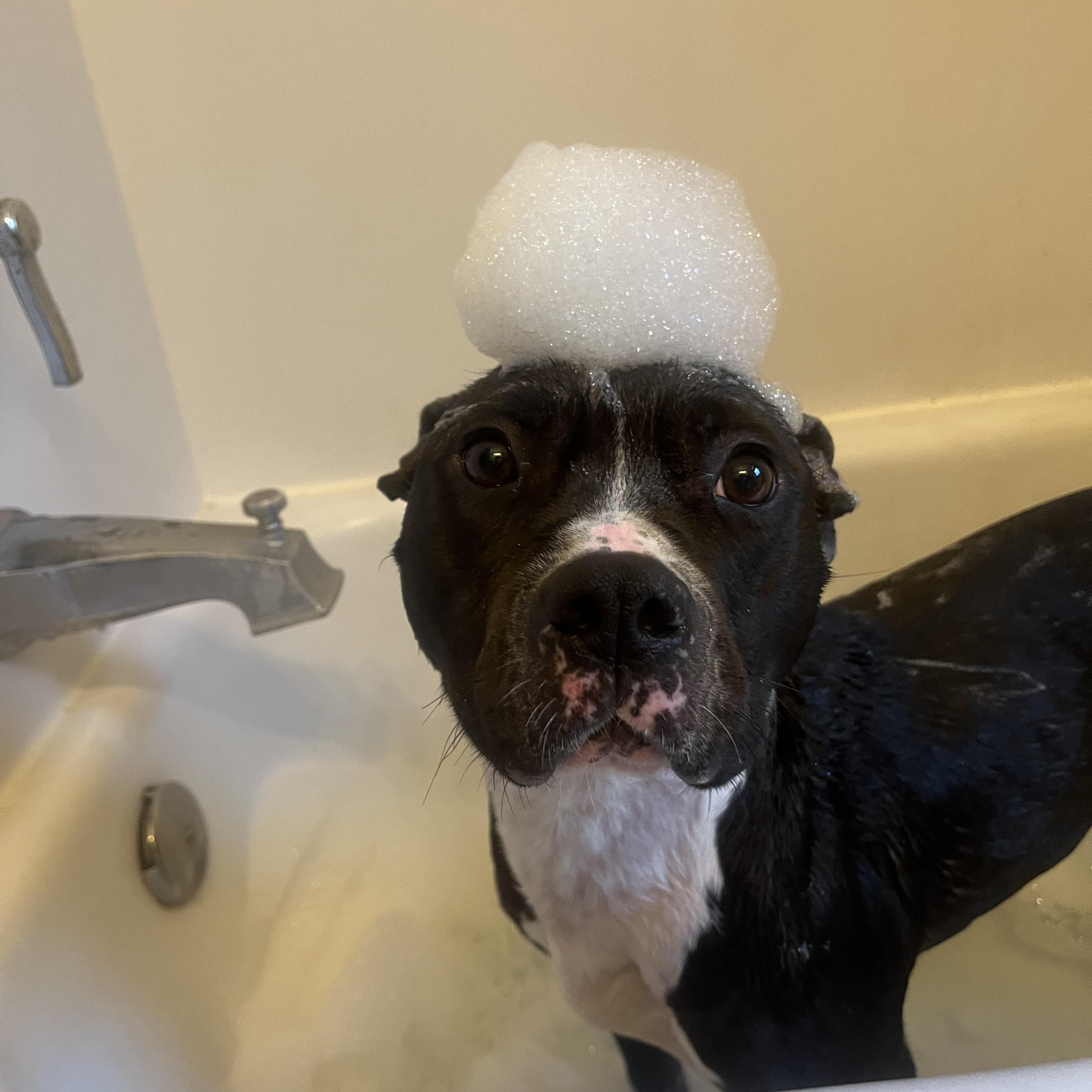Enlarge Trudy, a Adoptable Mixed Breed in Hornell, NY image 2/4