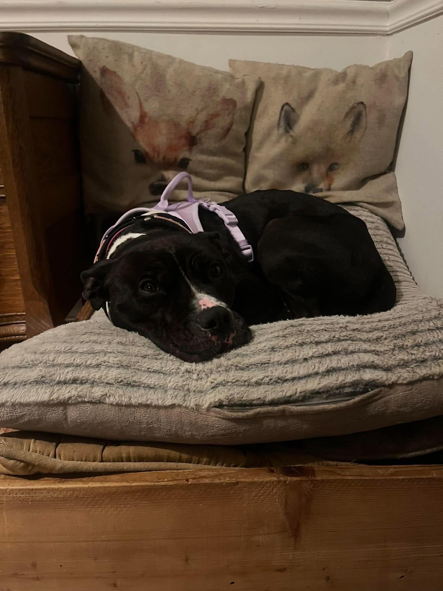 Enlarge Trudy, a Adoptable Mixed Breed in Hornell, NY image 4/4