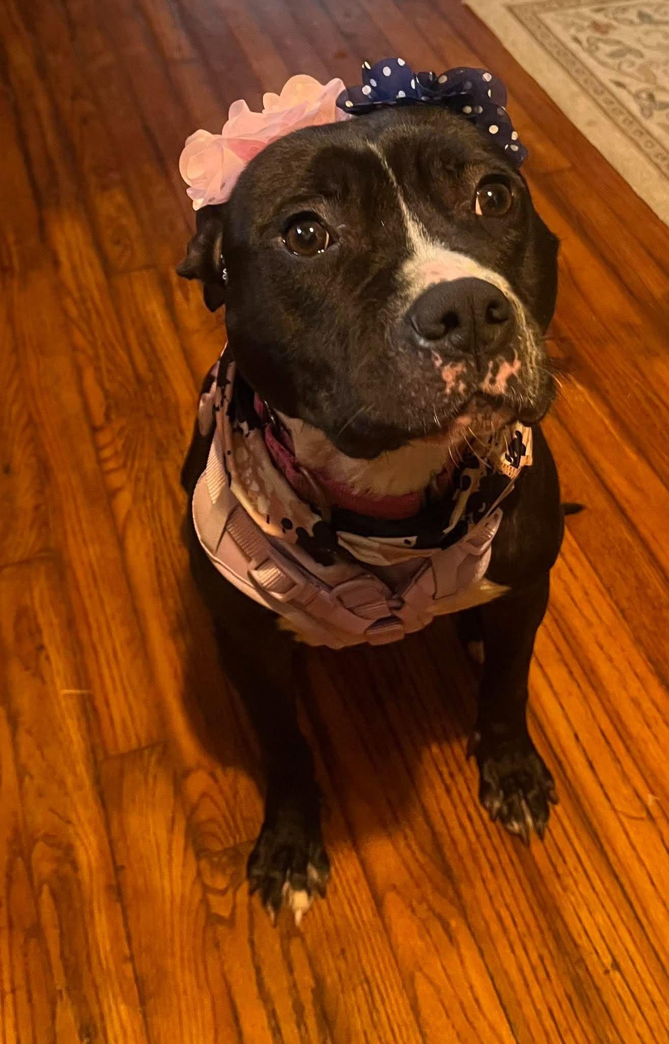 Trudy, Adoptable, Adult Female Mixed Breed.