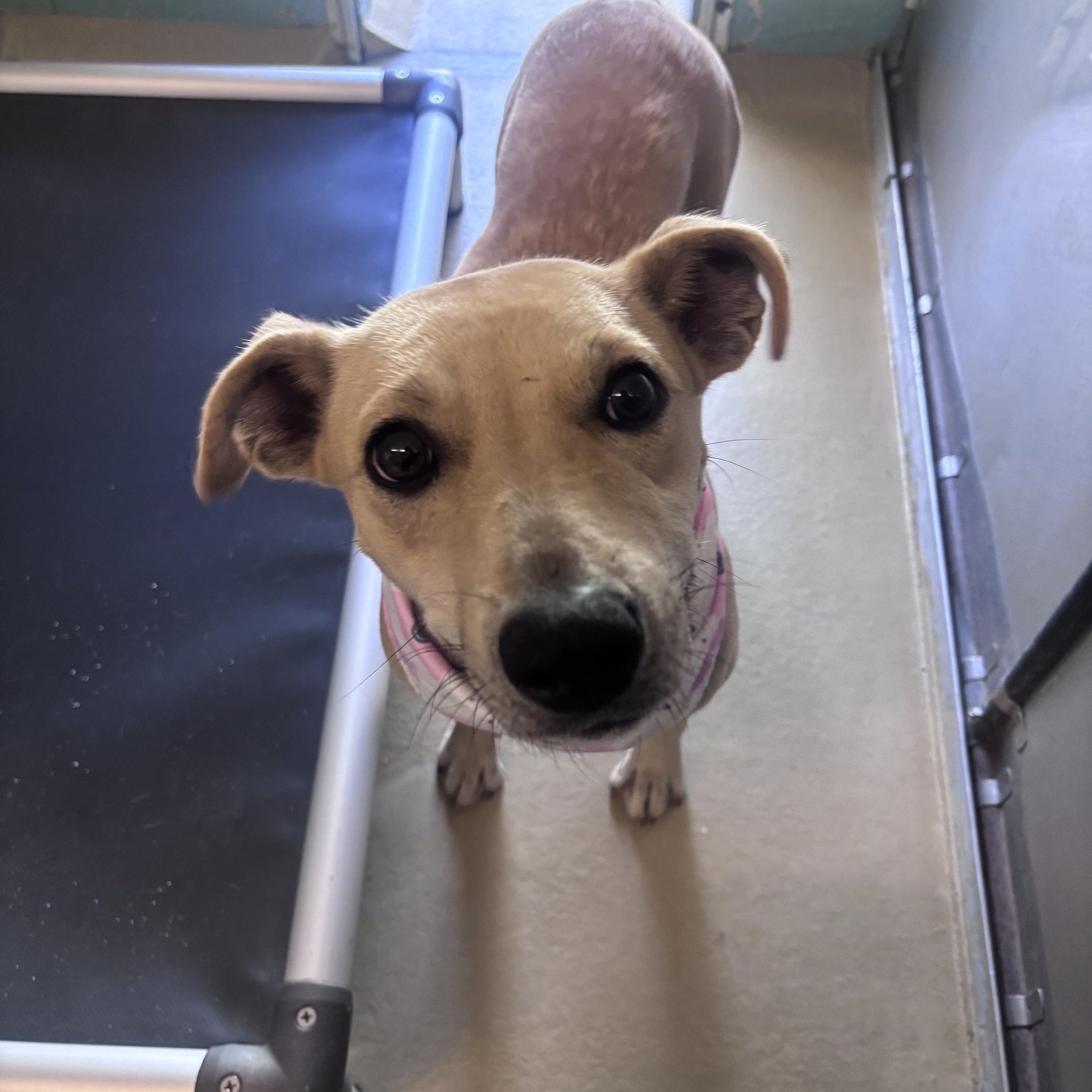 Enlarge Kanga, a Adoptable mixed breed in Marion, NC image 4/4