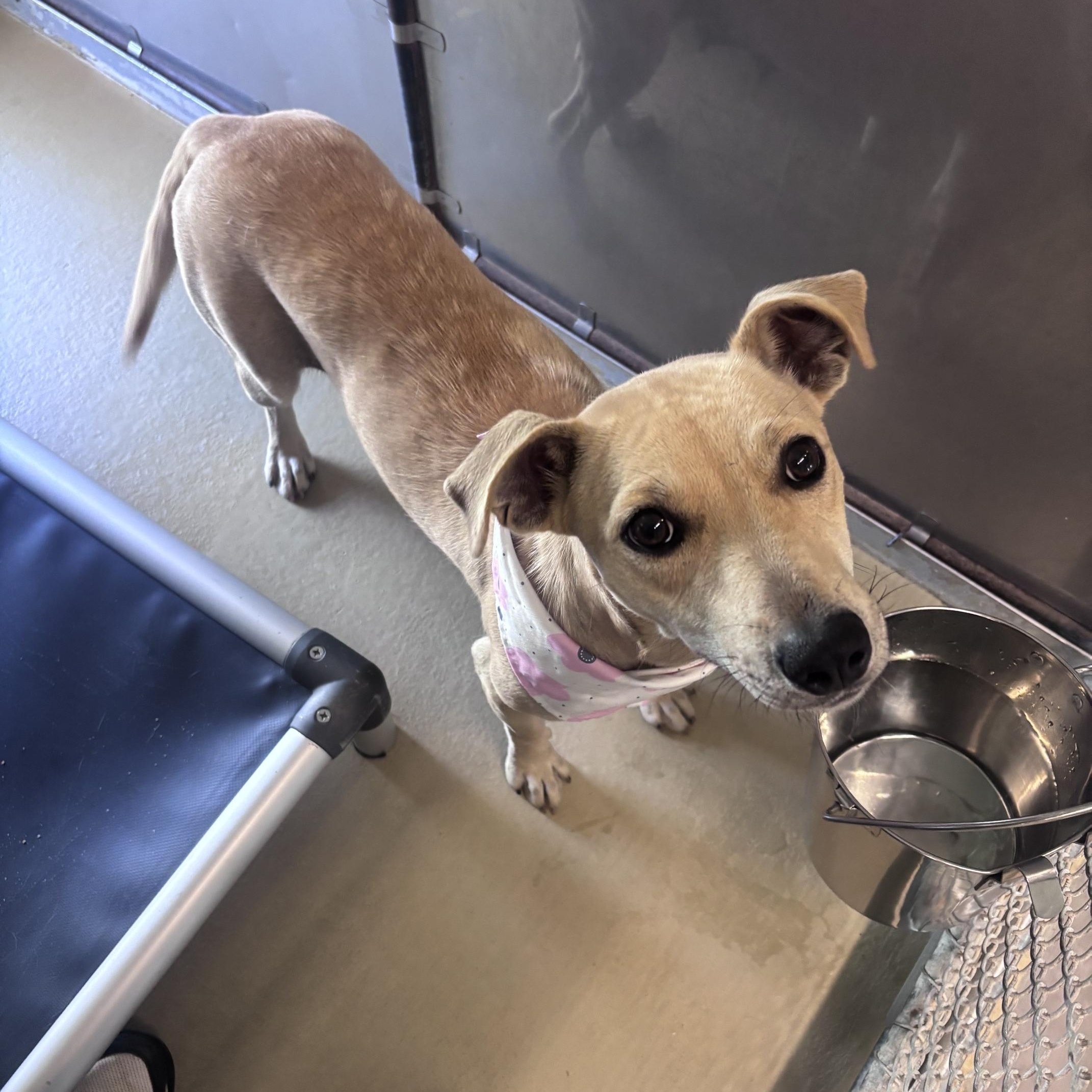 Enlarge Kanga, a Adoptable mixed breed in Marion, NC image 3/4