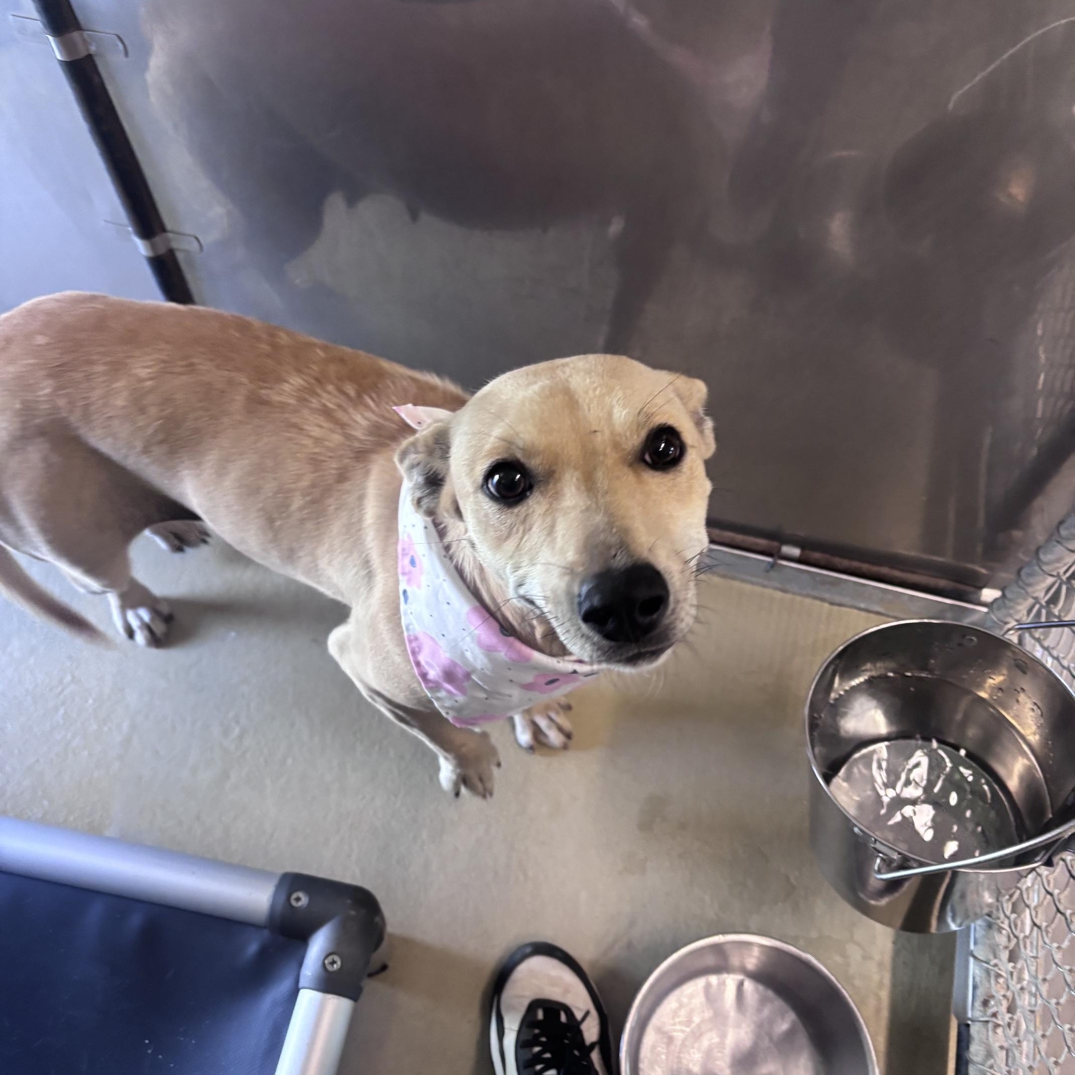 Enlarge Kanga, a Adoptable mixed breed in Marion, NC image 2/4