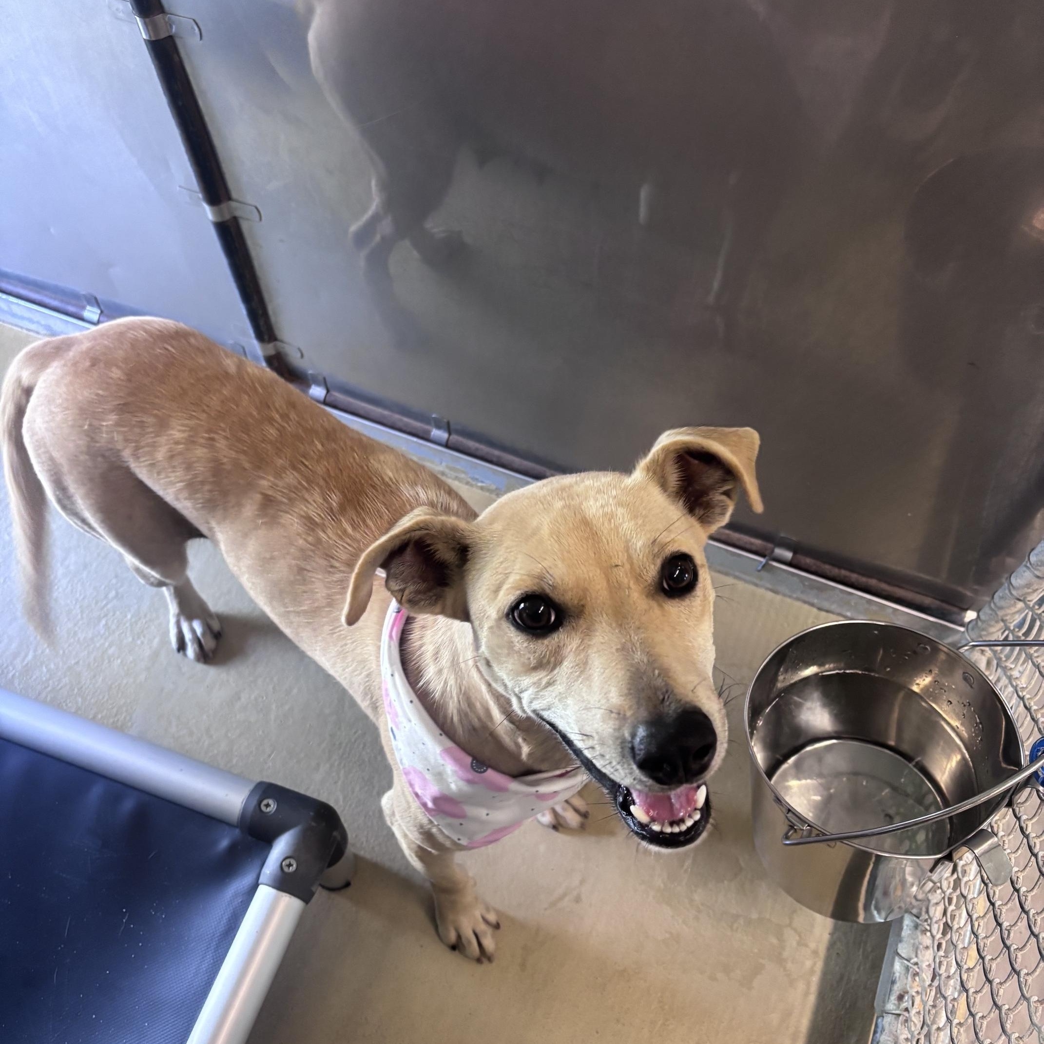Enlarge Kanga, a Adoptable mixed breed in Marion, NC image 1/4