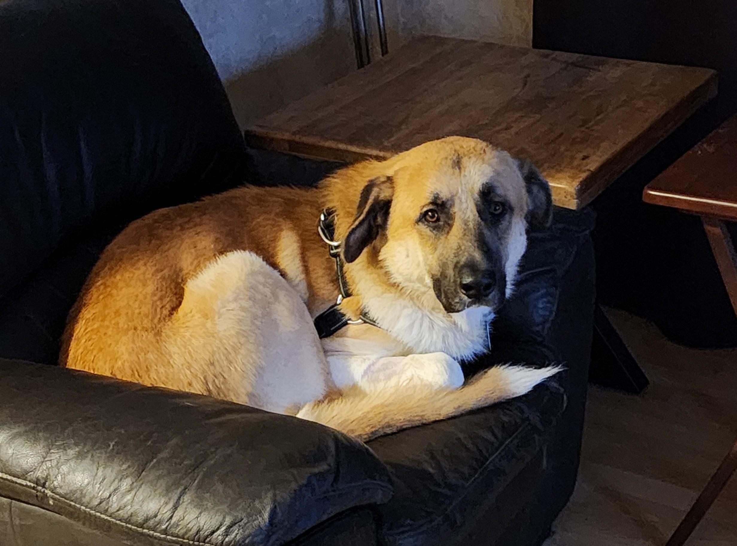 Ernie (90 lbs), a Adoptable Anatolian Shepherd in Mississauga, ON image 5/6