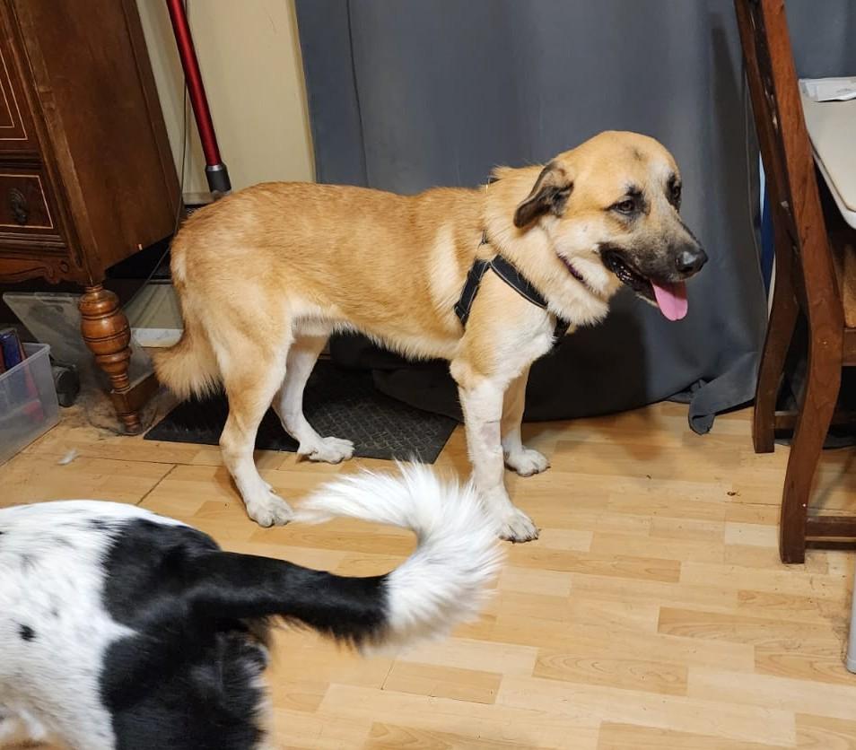 Ernie (90 lbs), a Adoptable Anatolian Shepherd in Mississauga, ON image 6/6