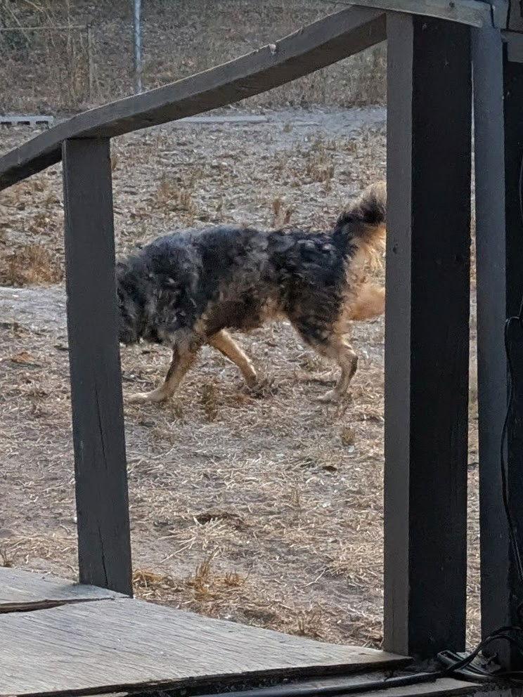 Tennessee, a Adoptable mixed breed in Orange Grove, TX image 2/3