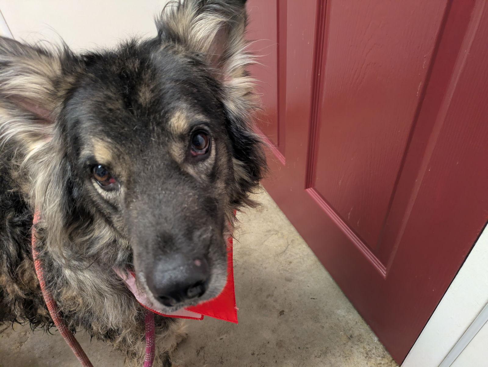 Tennessee, a Adoptable mixed breed in Orange Grove, TX image 3/3