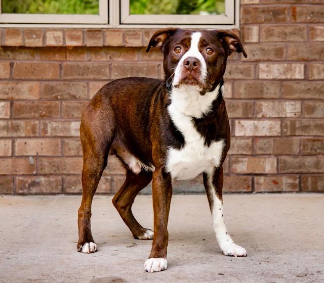 Enlarge BLANTON, a Adoptable mixed breed in Loudon, TN image 1/5