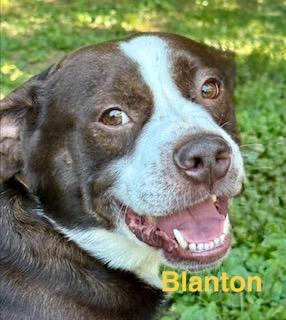 BLANTON, adopted, Adult Male Boston Terrier & Australian Shepherd.