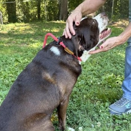 Enlarge BLANTON, a Adoptable mixed breed in Loudon, TN image 3/5