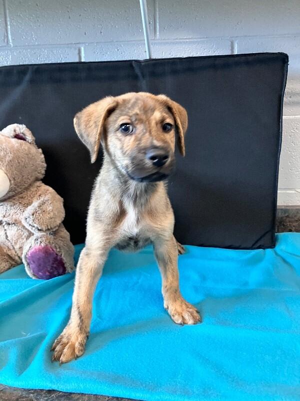 Landau, a Adoptable Mixed Breed in Jackson, TN image 1/6