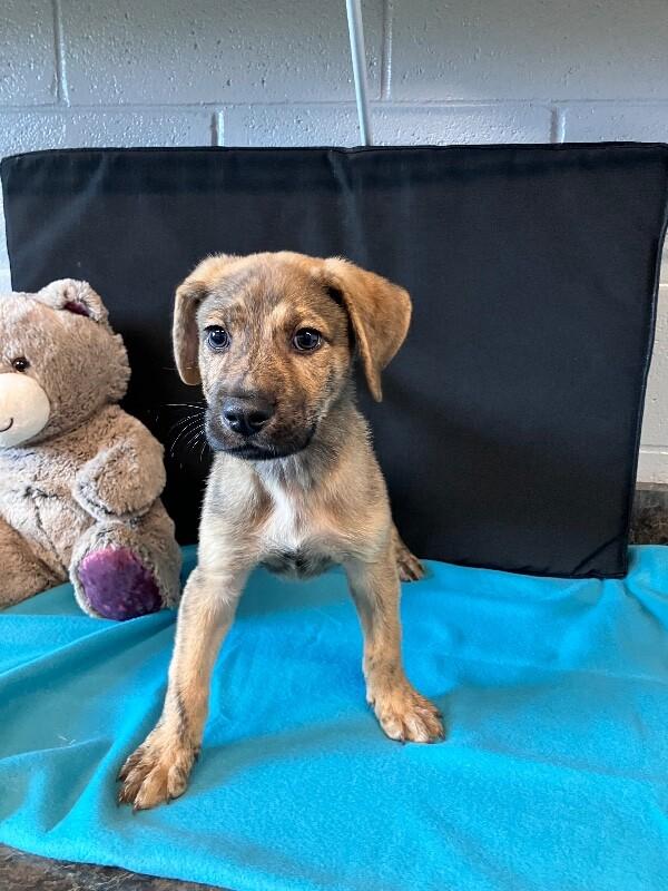 Landau, a Adoptable Mixed Breed in Jackson, TN image 2/6