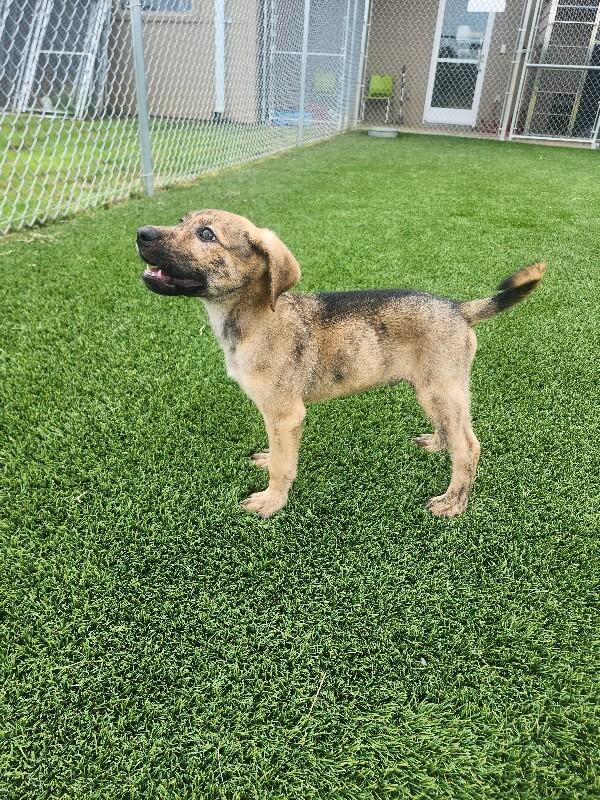 Landau, a Adoptable Mixed Breed in Jackson, TN image 3/6