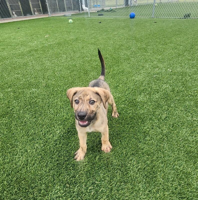Landau, a Adoptable Mixed Breed in Jackson, TN image 4/6
