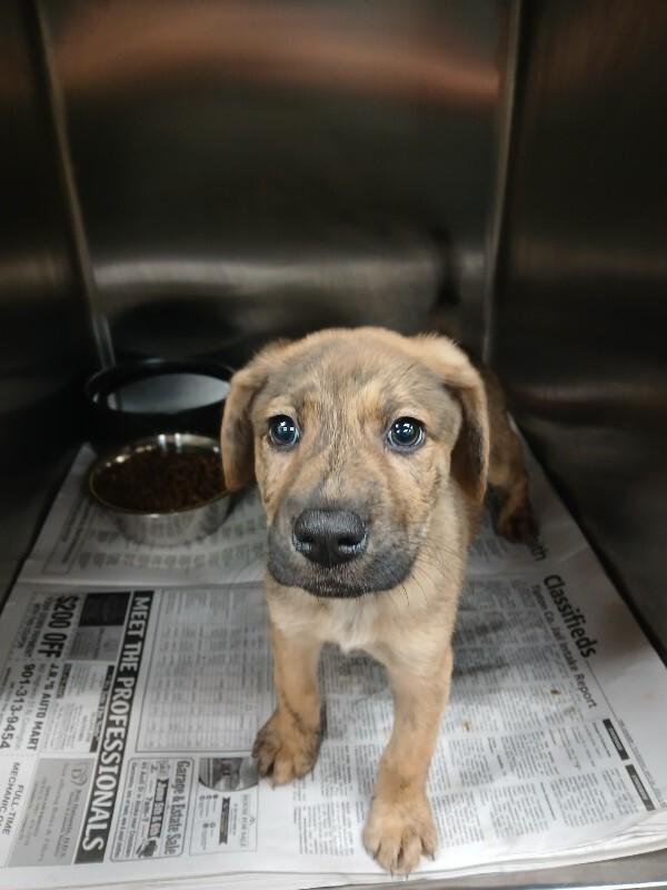 Landau, a Adoptable Mixed Breed in Jackson, TN image 5/6