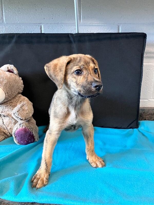 Landau, a Adoptable Mixed Breed in Jackson, TN image 6/6