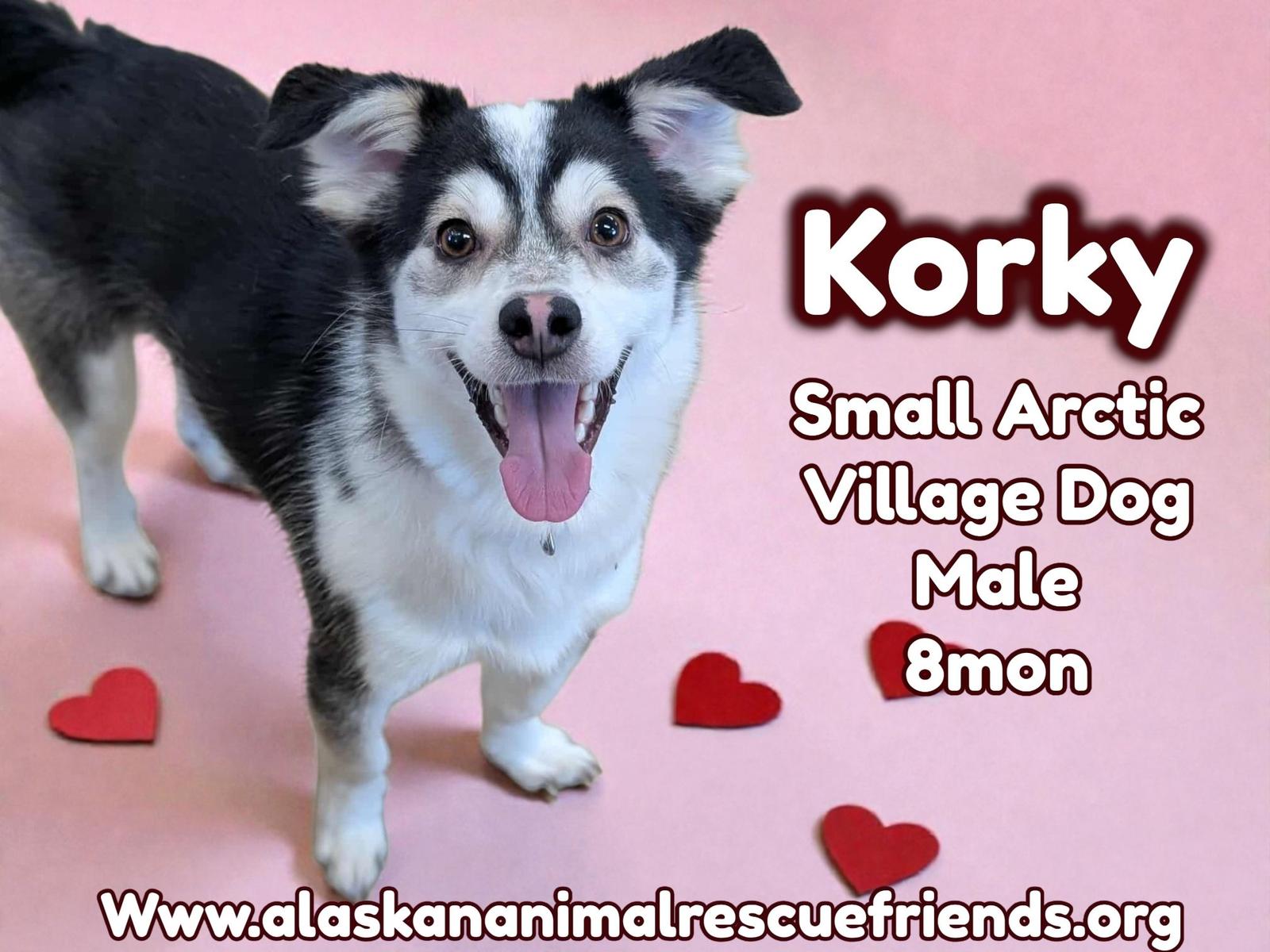 Korky, Adoptable, Young Male Husky & Corgi.