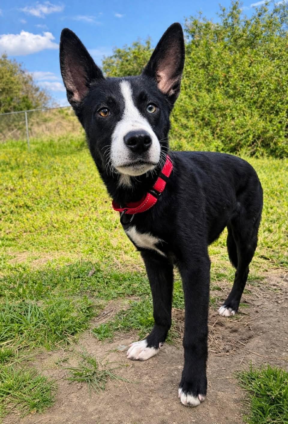 Aldean, ADOPTABLE, Puppy Male Mixed Breed.