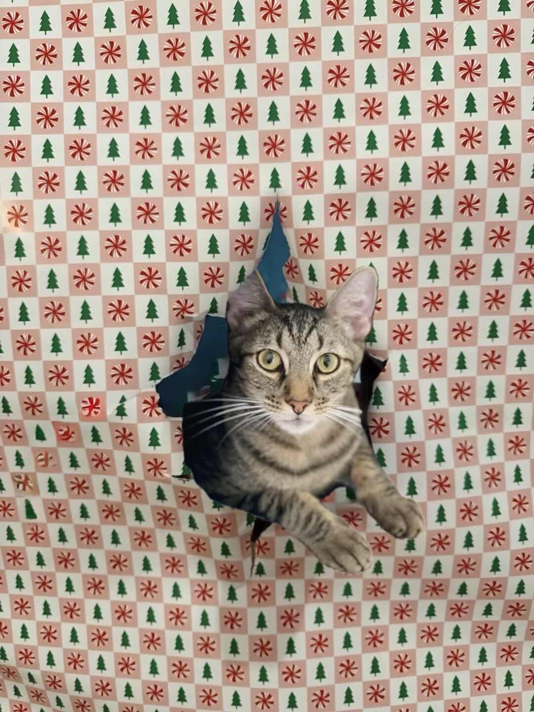 "Groot", Adoptable, Young Male Domestic Short Hair.