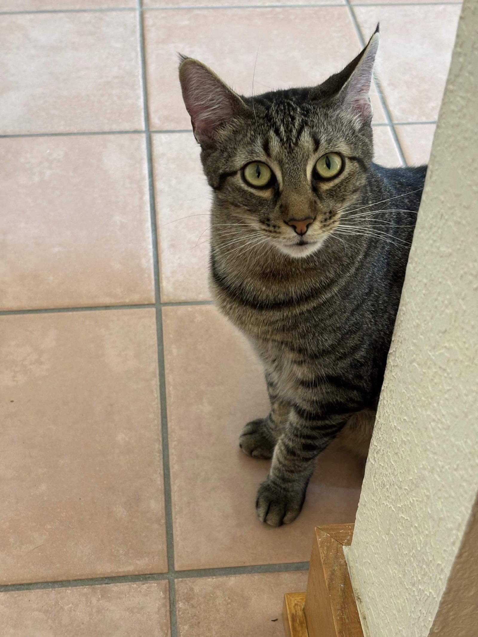 "Groot", Adoptable, Adult Male Domestic Short Hair.