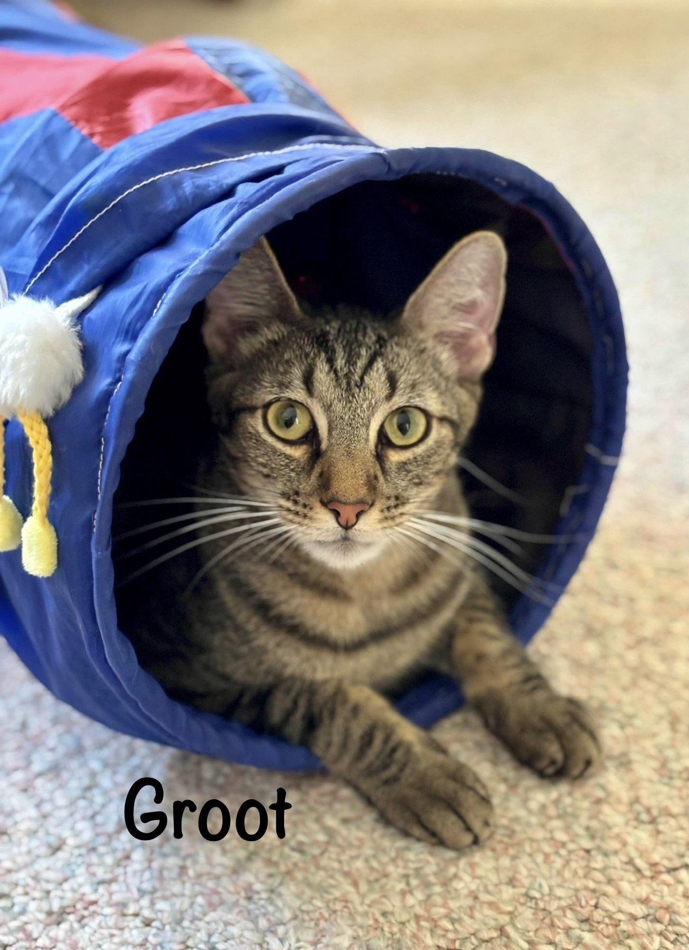 Enlarge "Groot", a Adoptable Domestic Short Hair in Fort Worth, TX image 2/3