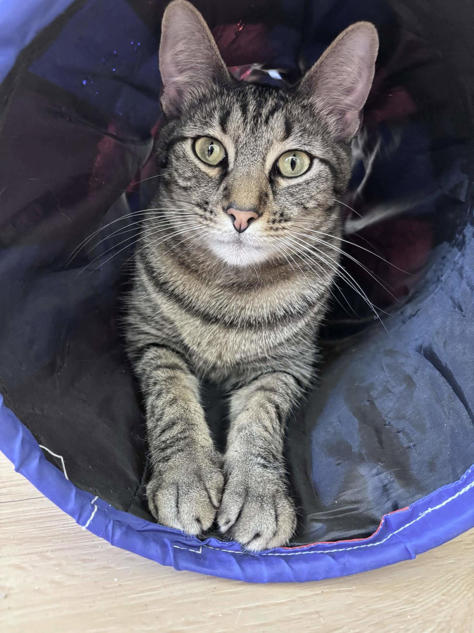 "Groot", Adoptable, Adult Male Domestic Short Hair.