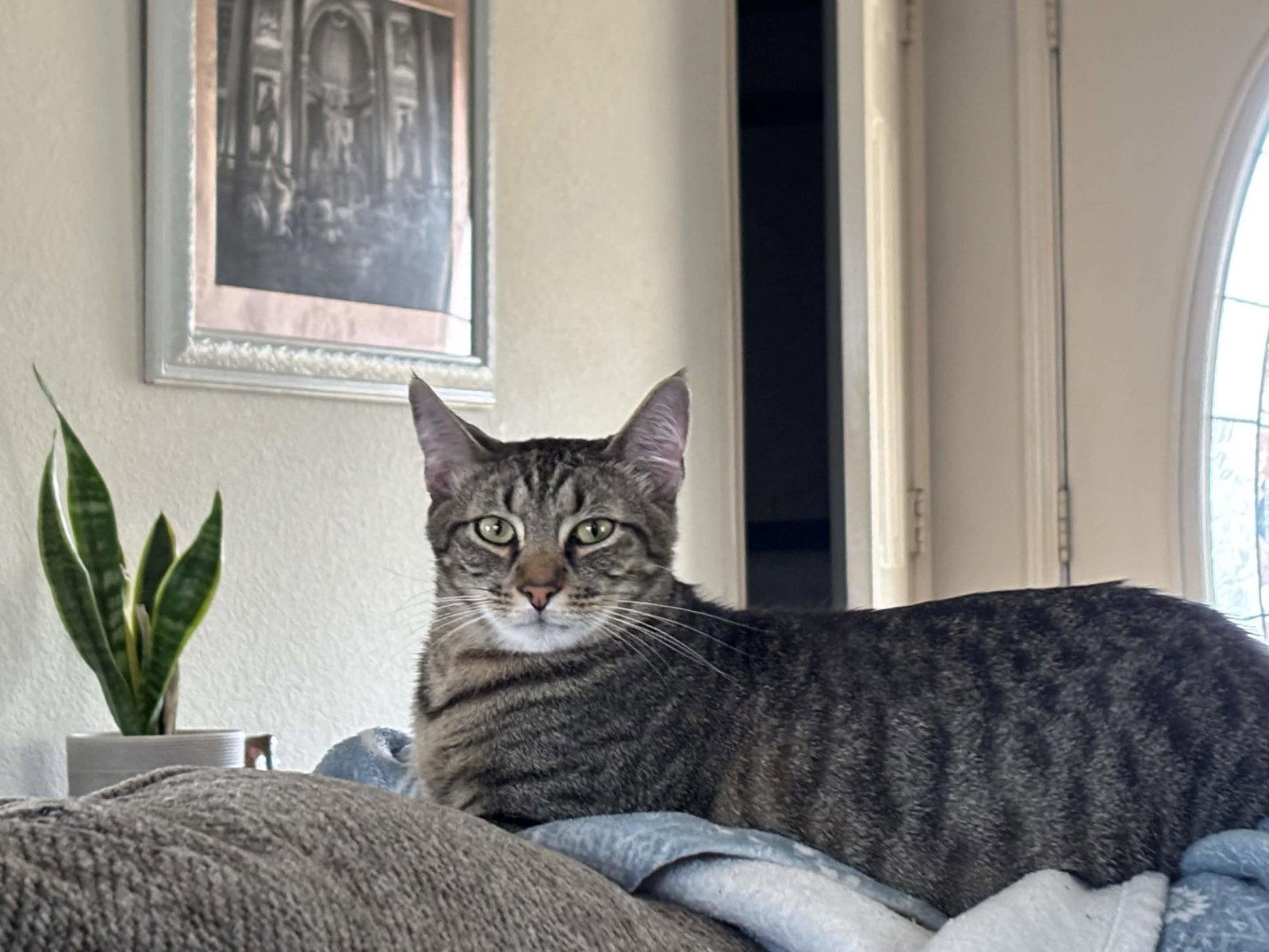 Enlarge "Groot", a Adoptable Domestic Short Hair in Fort Worth, TX image 2/3