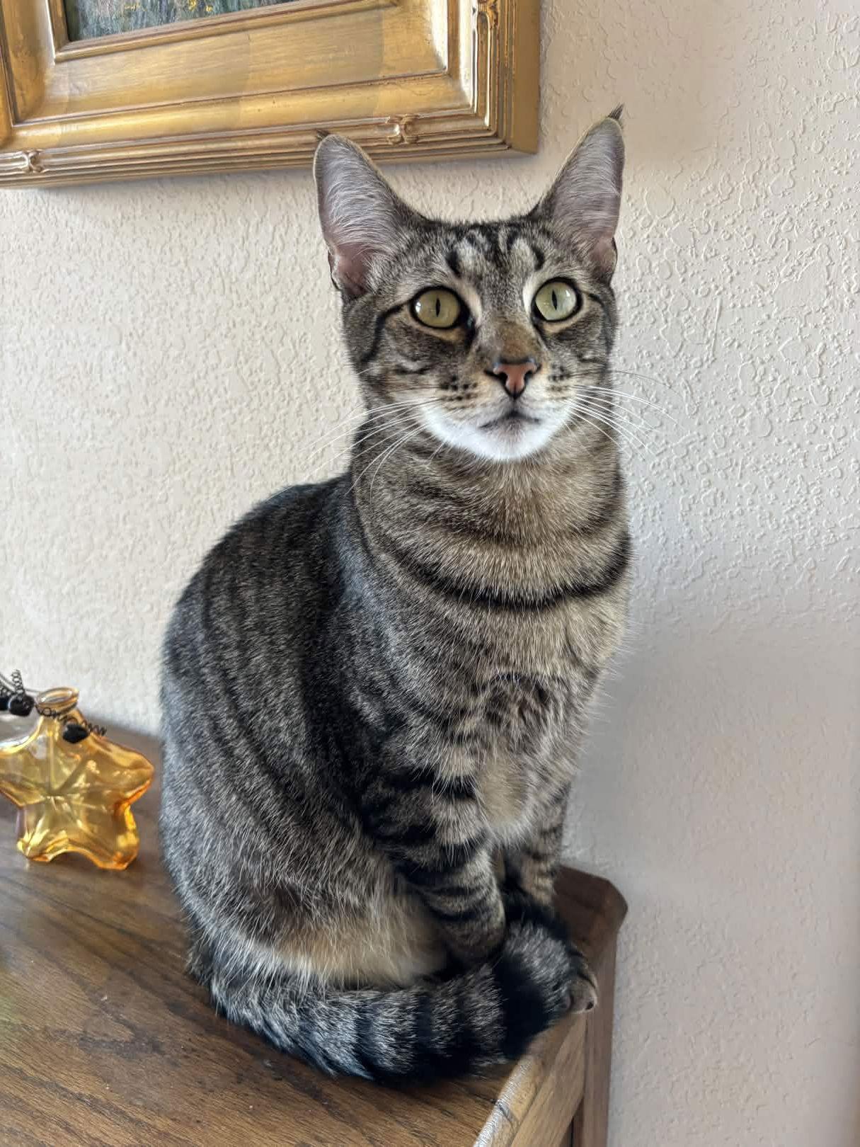 Enlarge "Groot", a Adoptable Domestic Short Hair in Fort Worth, TX image 2/3