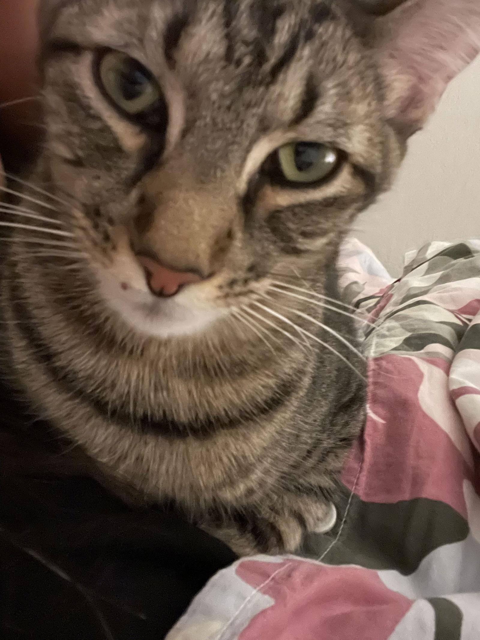 Enlarge "Groot", a Adoptable Domestic Short Hair in Fort Worth, TX image 3/3