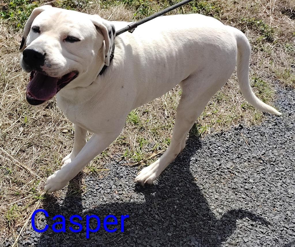 Casper, Adoptable, Young Male Catahoula Leopard Dog & Pit Bull Terrier.