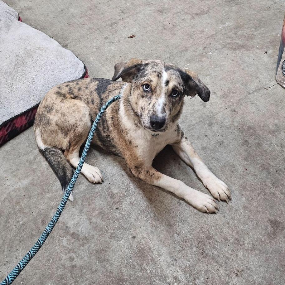 CT Carrie, Adoptable, Adult Female Catahoula Leopard Dog & Mixed Breed.