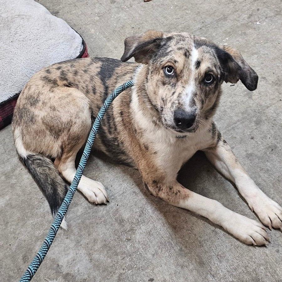 Enlarge CT Carrie, a Adoptable mixed breed in Stormville, NY image 2/2