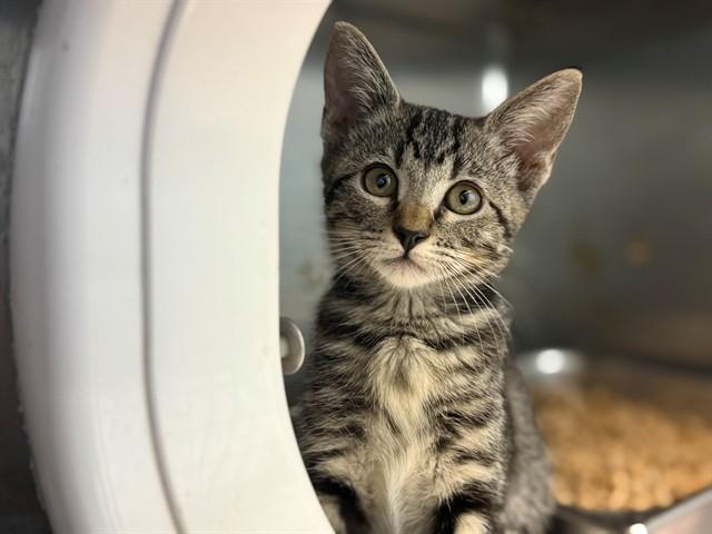 SPARKLE CADET, Adoptable, Kitten Female Domestic Short Hair.