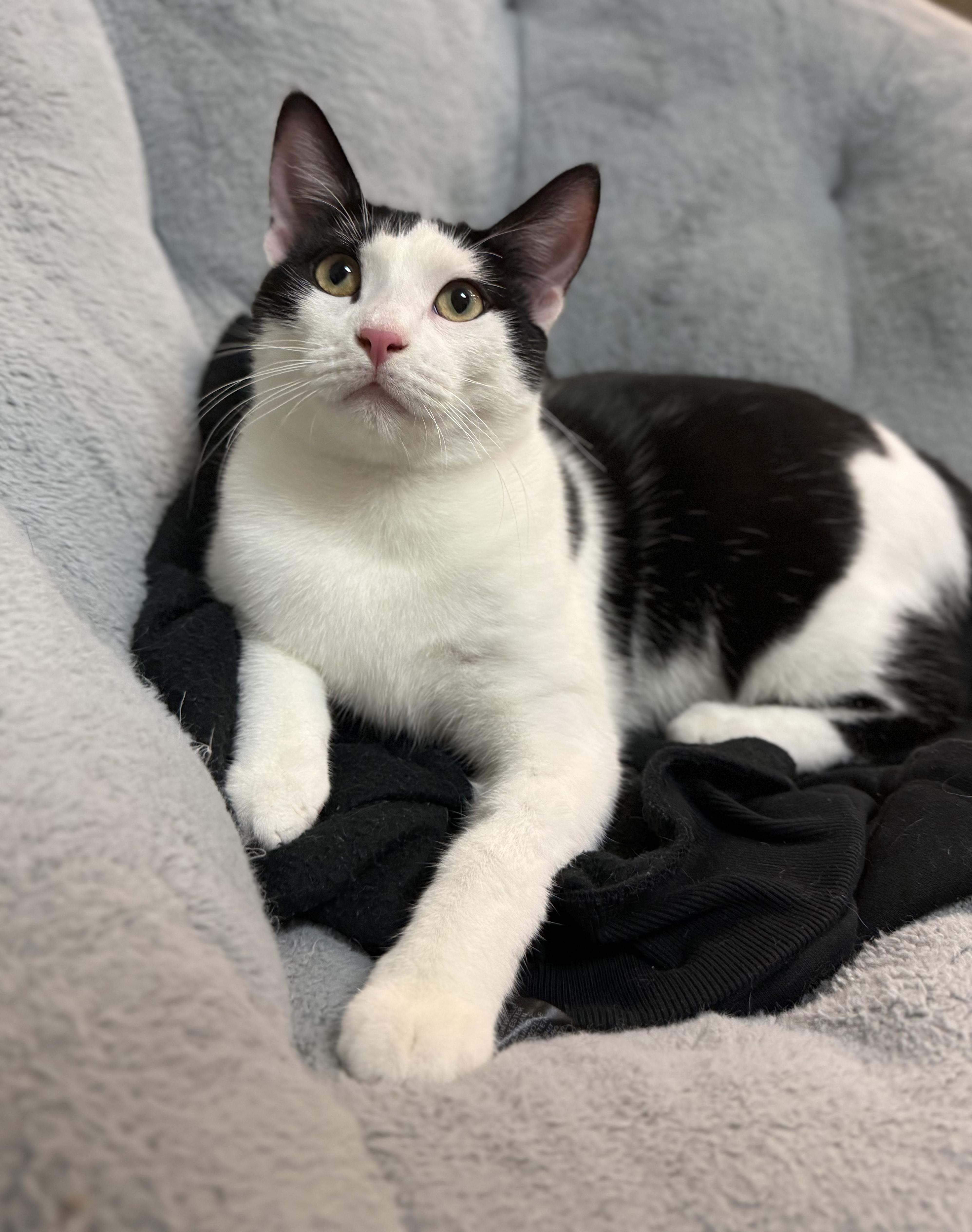 Ari, a Adoptable American Shorthair in Sunset Valley, TX image 1/6