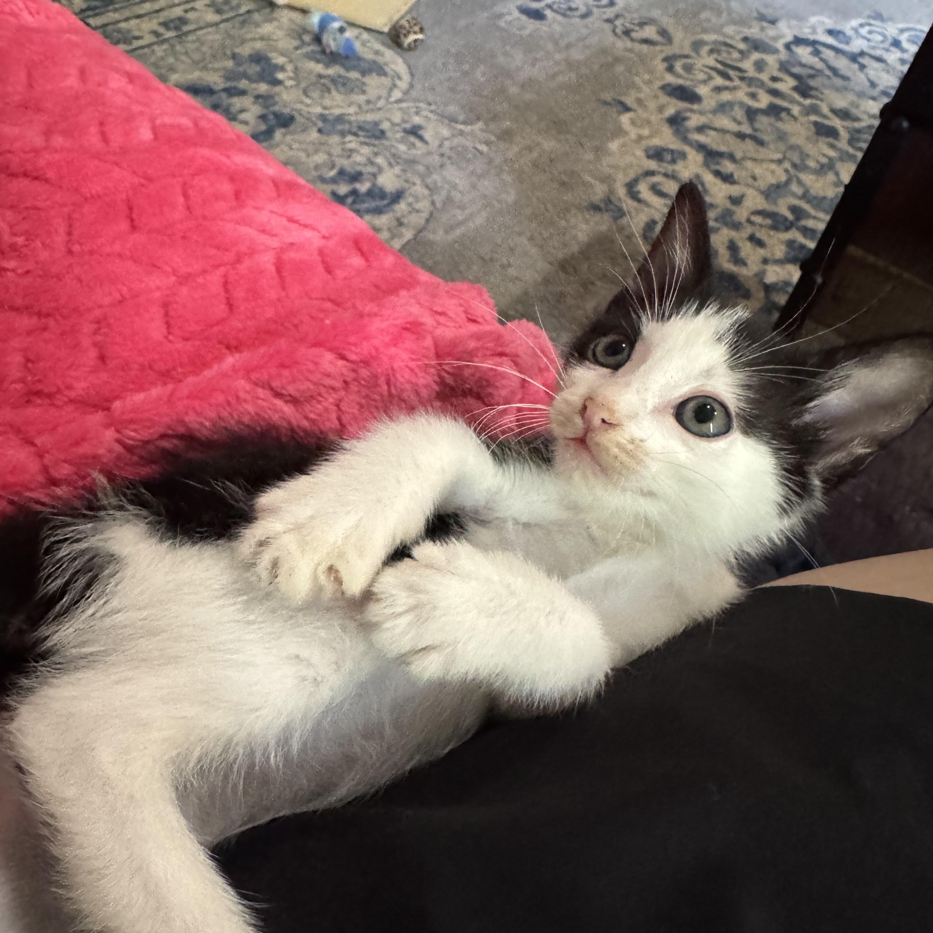 Enlarge Ari, a Adoptable American Shorthair in Austin, TX image 5/5