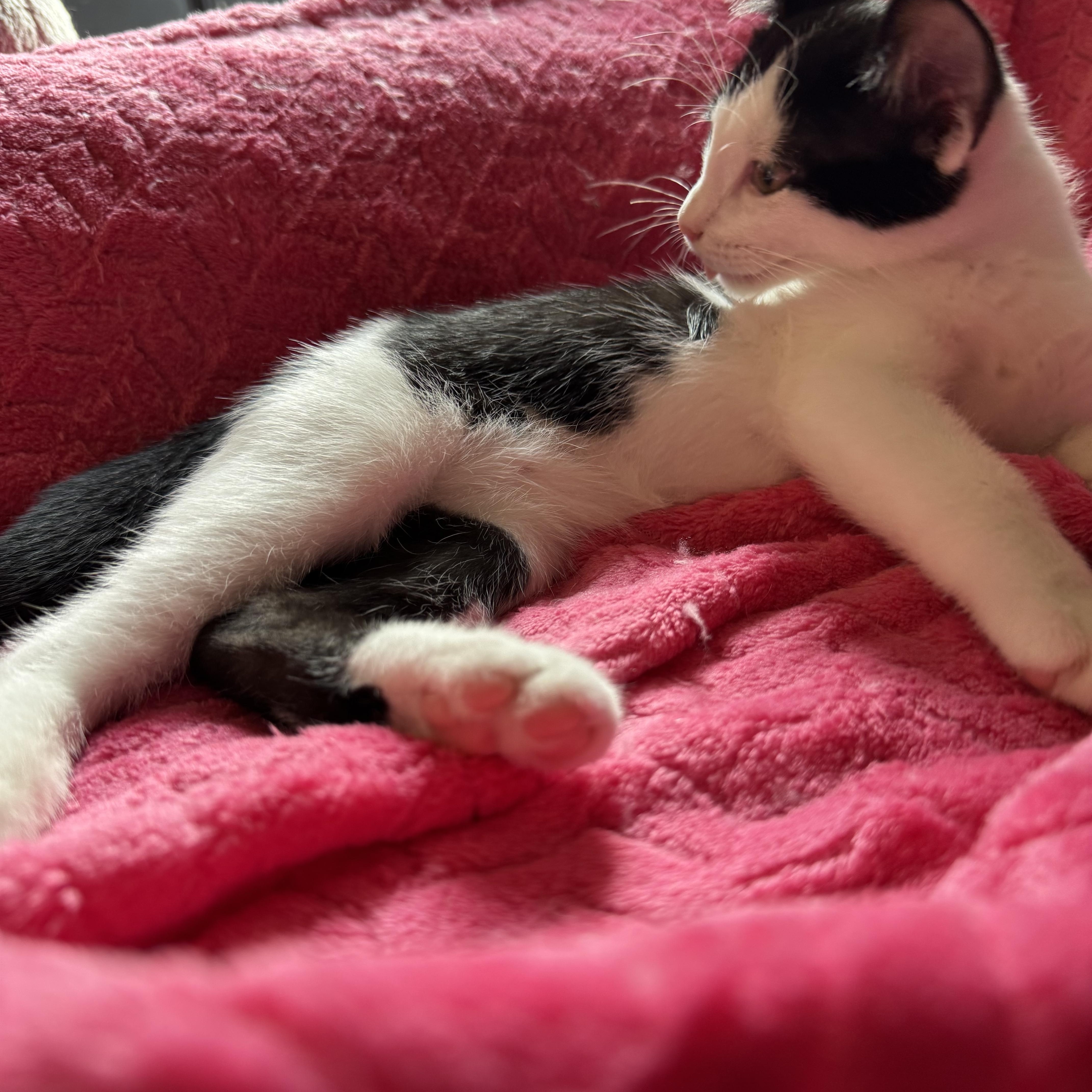 Enlarge Ari, a Adoptable American Shorthair in Austin, TX image 4/5