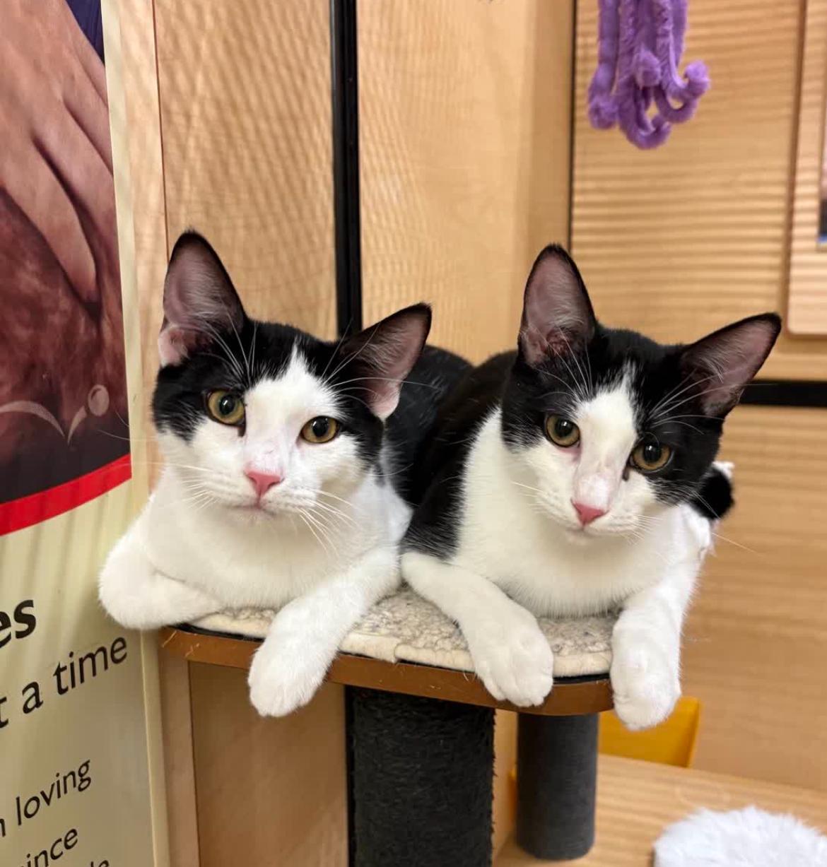 Enlarge Ari, a Adoptable American Shorthair in Austin, TX image 3/5