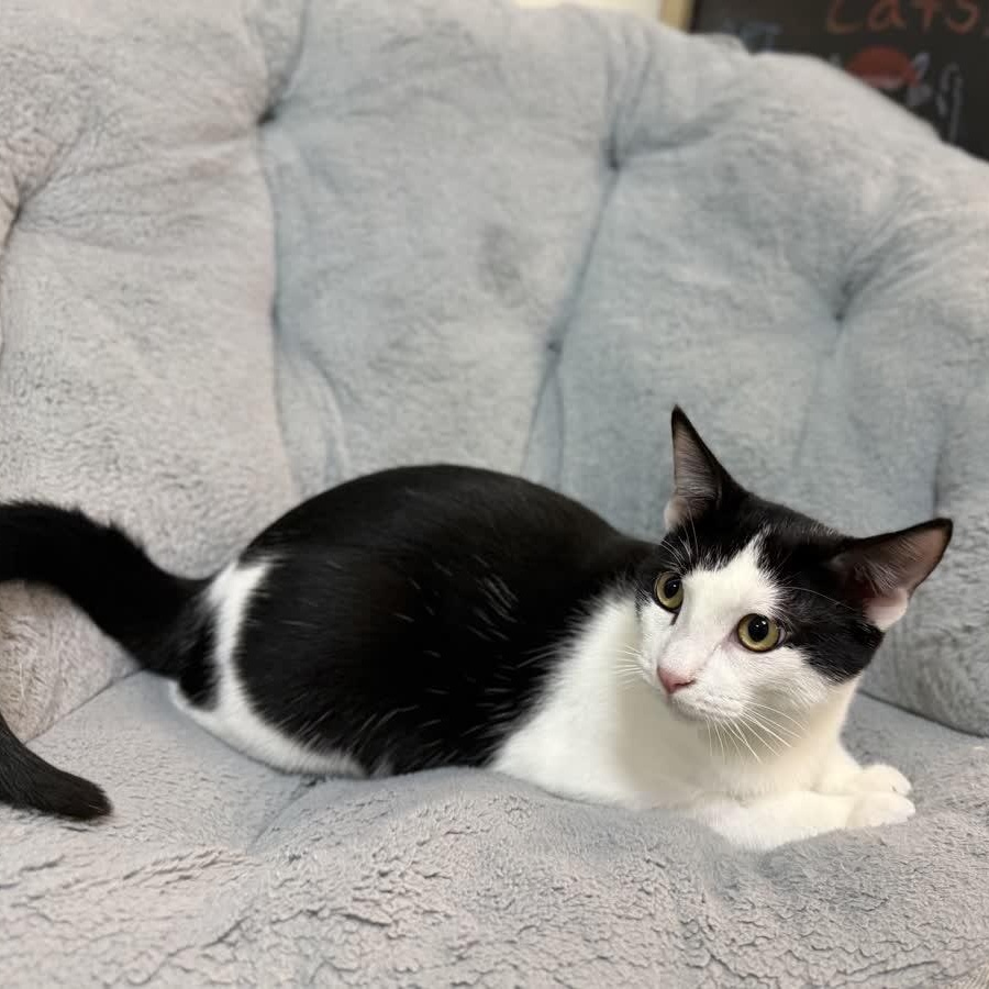 Ari, Adoptable, Young Male American Shorthair.