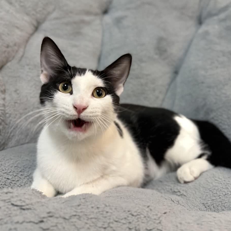 Enlarge Ari, a Adoptable American Shorthair in Austin, TX image 2/5