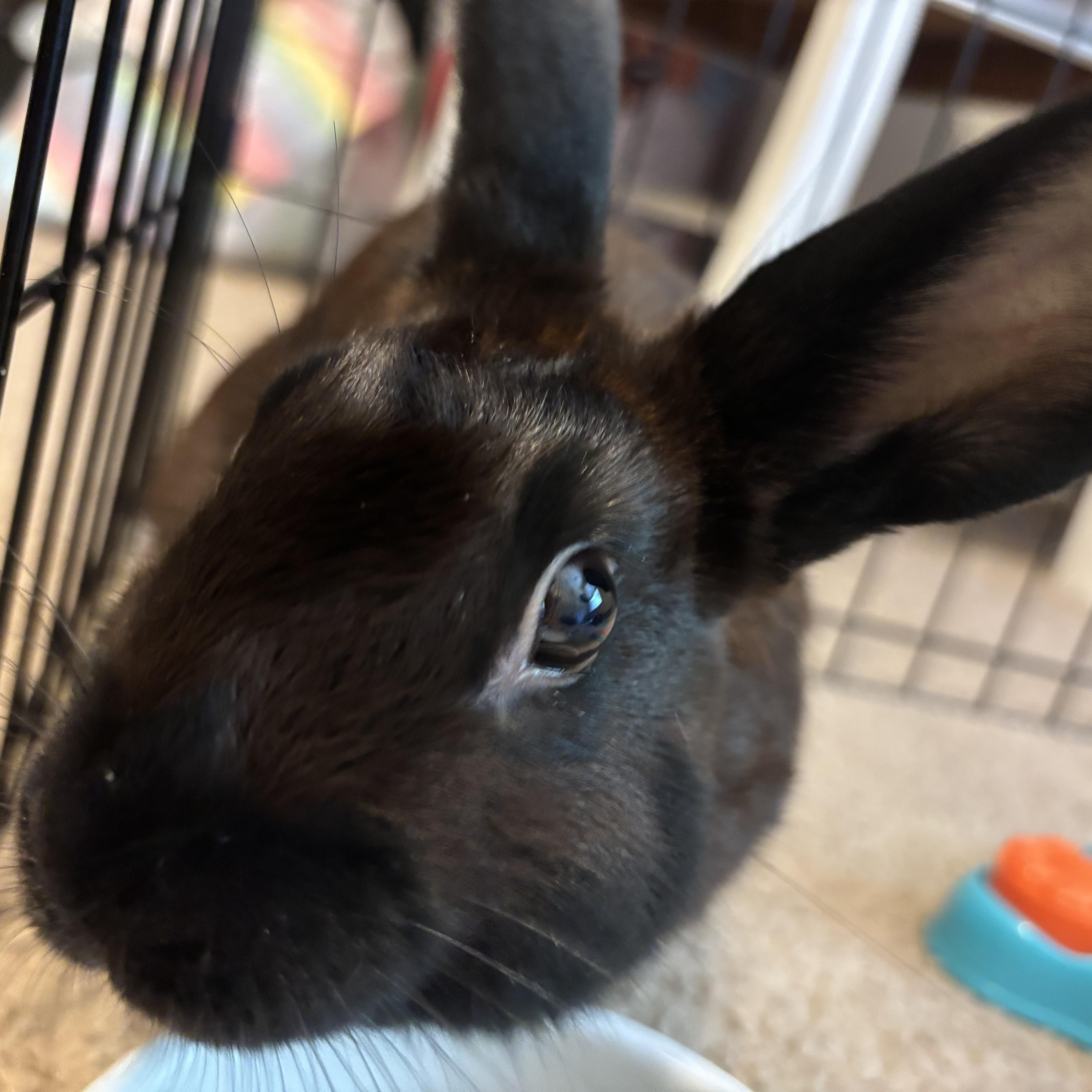 Enlarge Will, a Adoptable mixed breed in Chapin, SC image 1/2