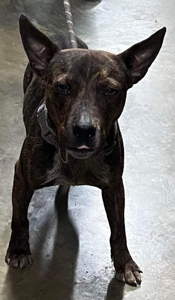 Rocket Man, Adoptable, Adult Male Feist.