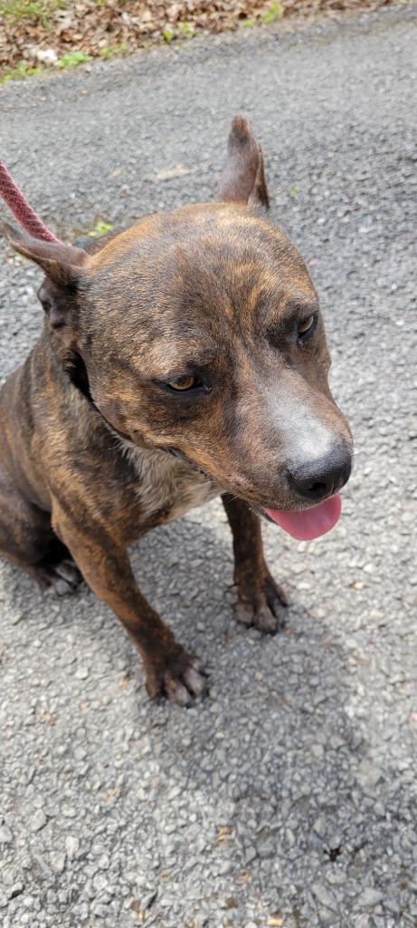 Enlarge Rocket Man, a Adoptable Feist in Crossville, TN image 2/6