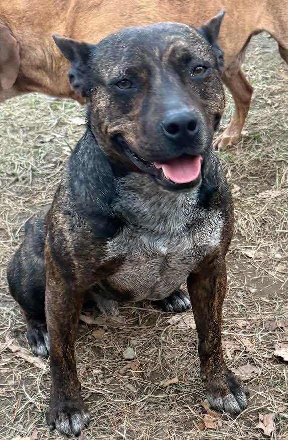 Enlarge Rocket Man, a Adoptable Feist in Crossville, TN image 3/6