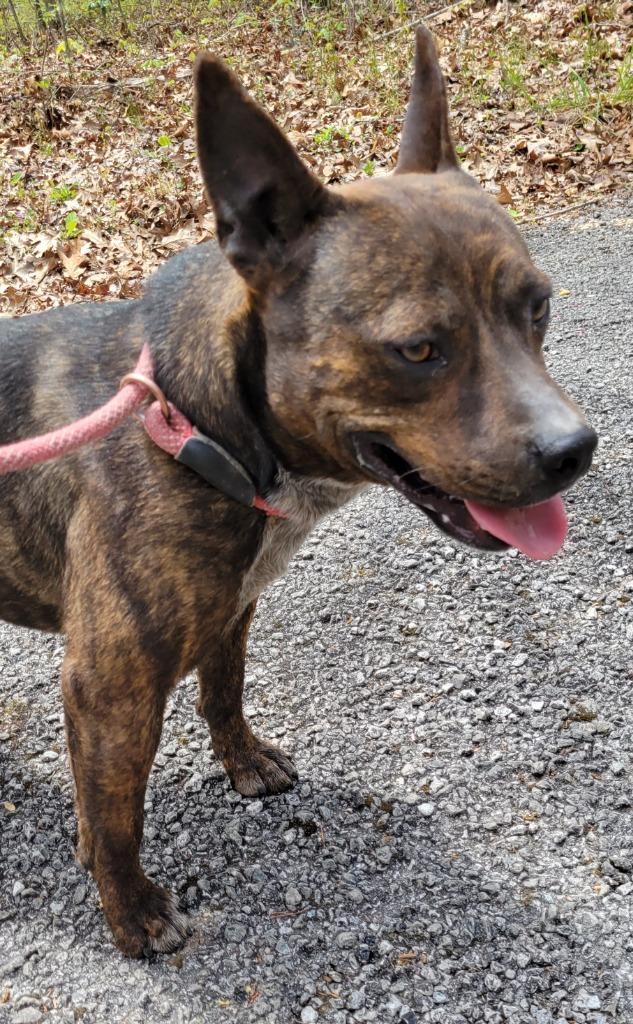 Enlarge Rocket Man, a Adoptable Feist in Crossville, TN image 5/6