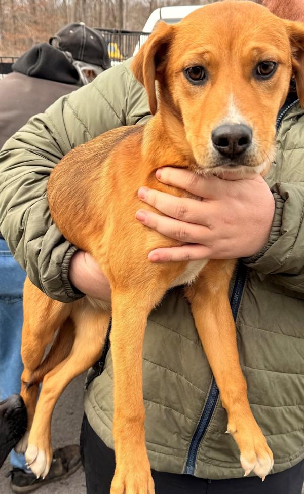 Pep, Adoptable, Young Female Australian Cattle Dog / Blue Heeler & Labrador Retriever.
