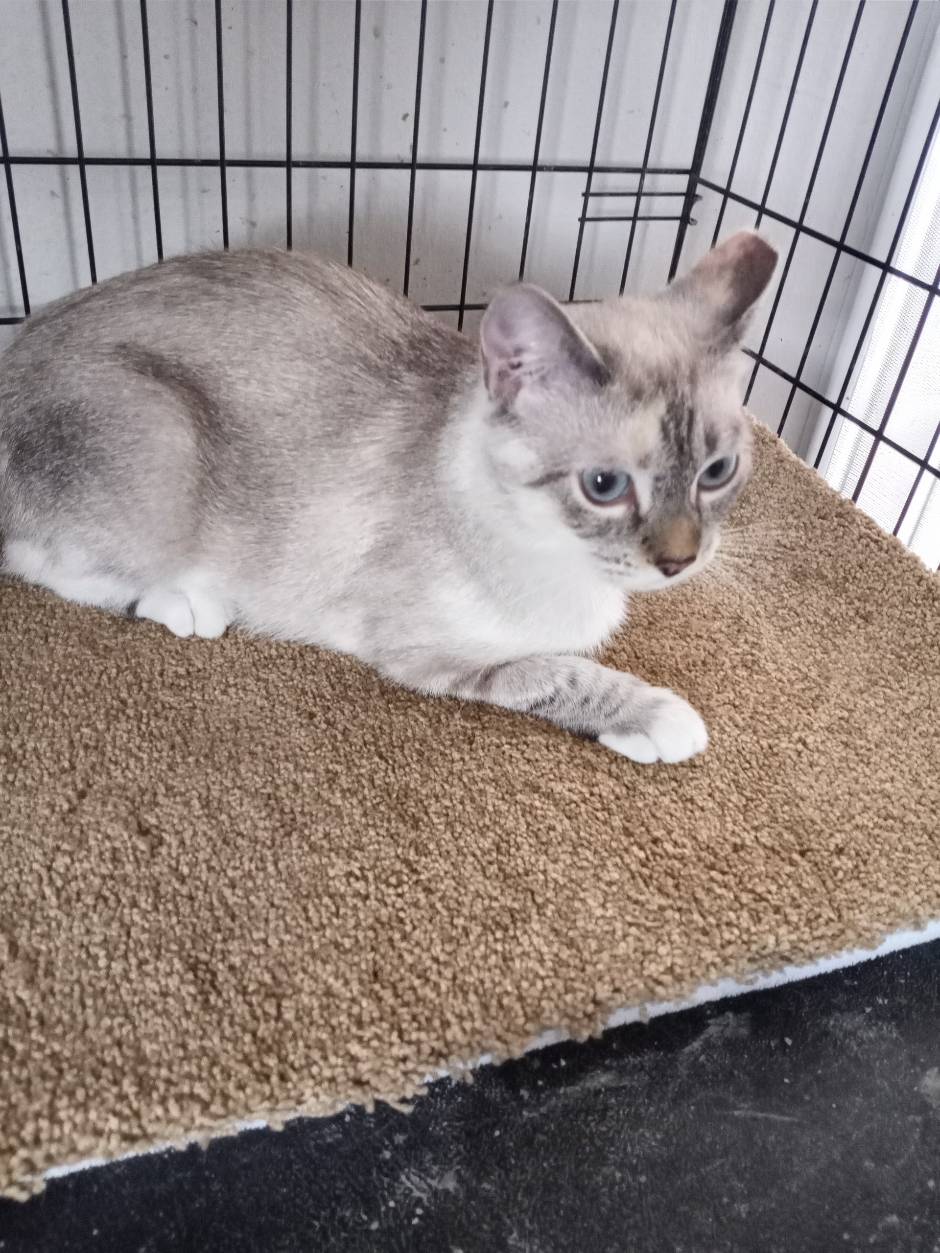 Angie, a Adopted mixed breed in Las Vegas, NV image 3/3