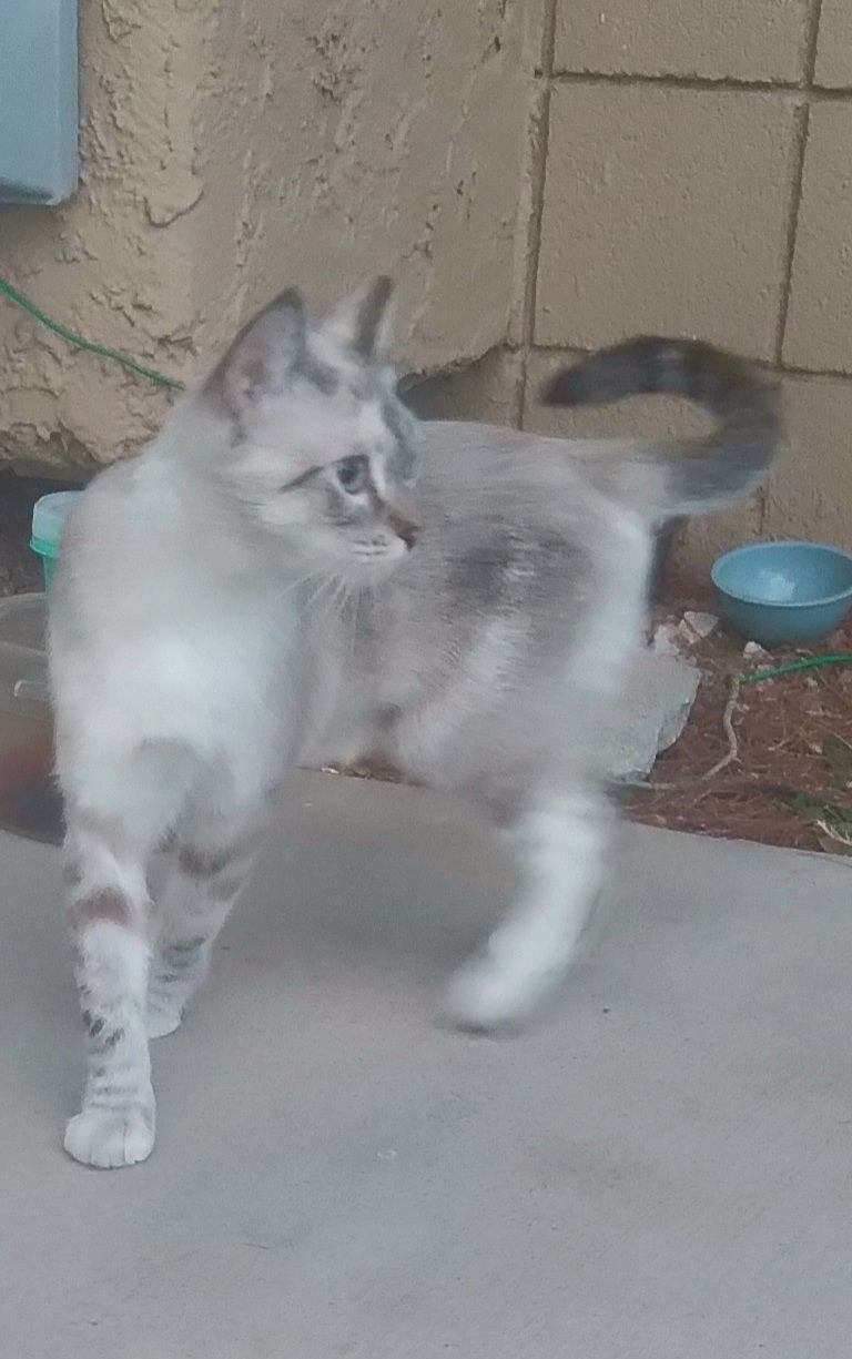 Angie, a Adopted mixed breed in Las Vegas, NV image 2/3