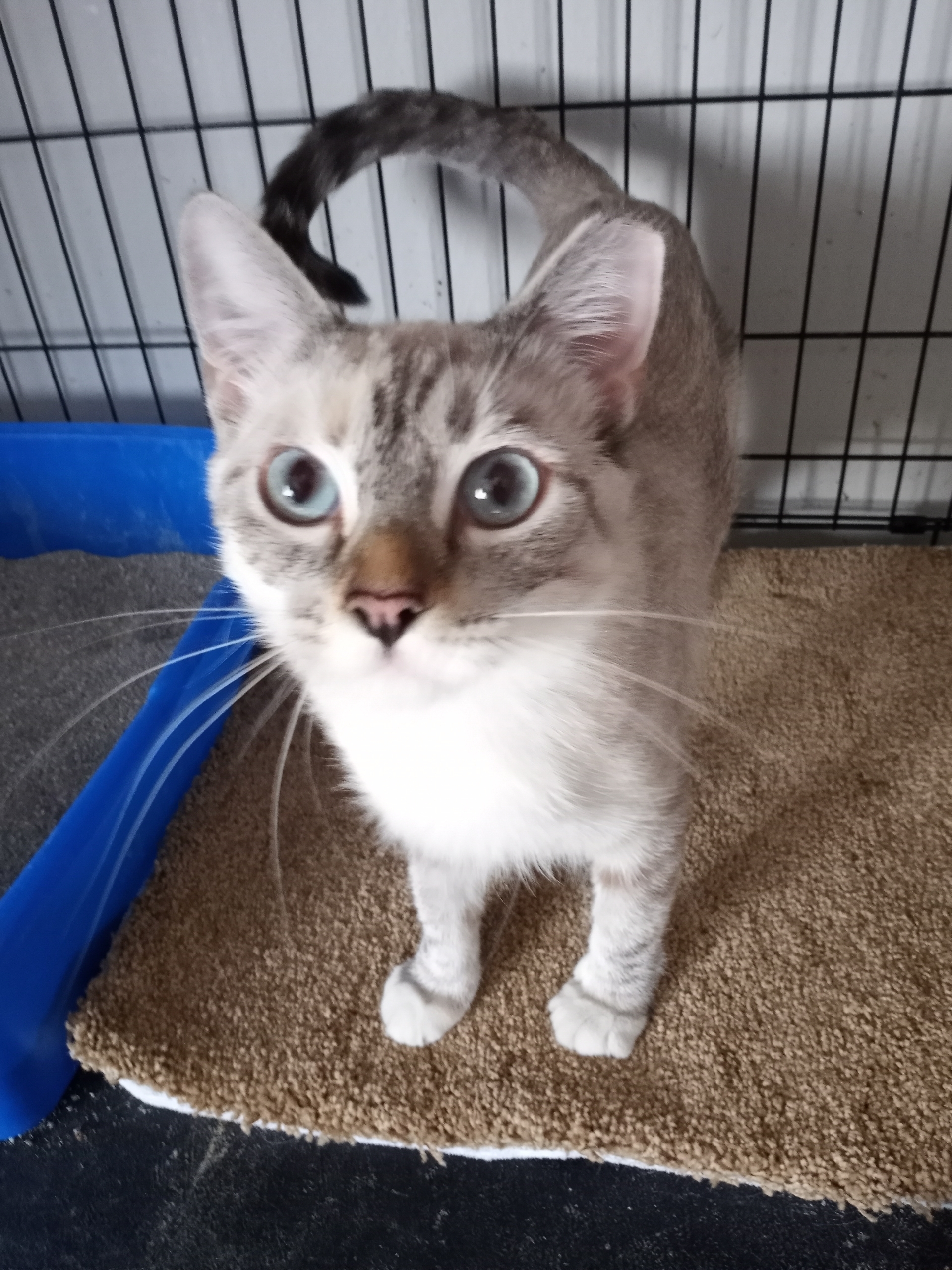 Angie, Adopted, Young Female Snowshoe & Siamese.