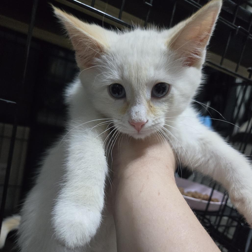 Link McGuire, Adoptable, Young Male Domestic Short Hair.