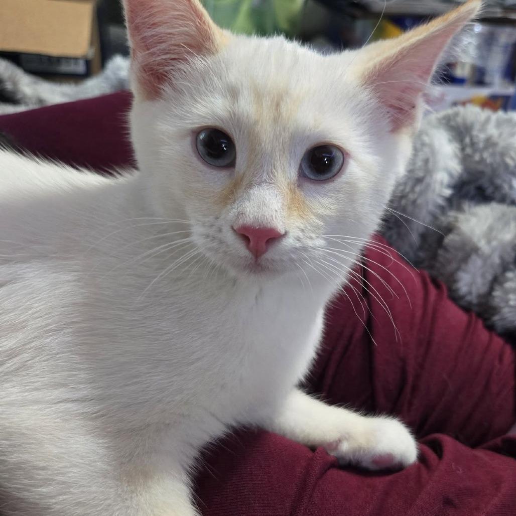 Enlarge Link McGuire, a Adoptable Domestic Short Hair in Eagle Mountain, UT image 2/3